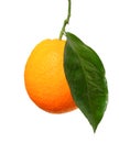 Ripe orange fruit on a tree branch Royalty Free Stock Photo