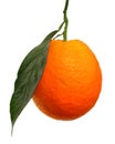 Ripe orange fruit on a tree branch Royalty Free Stock Photo