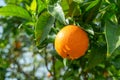 Ripe orange fruit on orange tree between lush foliage. View from below