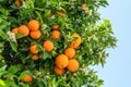 Ripe orange fruits and blooming orange tree close up