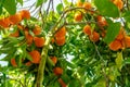 Ripe orange fruits on orange tree between lush foliage. View from below