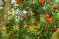 Ripe orange fruits on orange tree between lush foliage. View from below