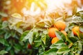 Ripe orange hanging on tree sunlight background, sunny day Royalty Free Stock Photo