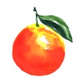 Ripe orange with leaf, watercolor illustration on white