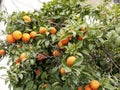 Ripe orange orange fruit on a branch among green foliage on a sunny spring day. Beautiful ornamental plants on the streets. Royalty Free Stock Photo