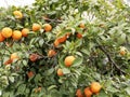 Ripe orange orange fruit on a branch among green foliage on a sunny spring day. Beautiful ornamental plants on the streets. Royalty Free Stock Photo