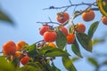 Ripe orange persimmons on the persimmon tree, fruit Royalty Free Stock Photo