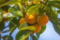 Ripe orange persimmons on the persimmon tree, fruit Royalty Free Stock Photo