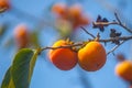 Ripe orange persimmons on the persimmon tree, fruit Royalty Free Stock Photo