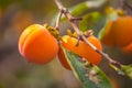 Ripe orange persimmons on the persimmon tree, fruit Royalty Free Stock Photo