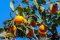 Ripe orange persimmons on the persimmon tree Royalty Free Stock Photo