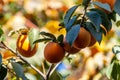 Ripe orange persimmons on the persimmon tree Royalty Free Stock Photo