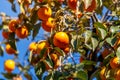 Ripe orange persimmons on the persimmon tree Royalty Free Stock Photo