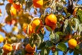 Ripe orange persimmons on the persimmon tree Royalty Free Stock Photo