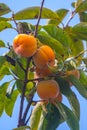 Ripe orange persimmons on the persimmon tree, fruit Royalty Free Stock Photo