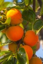 Ripe orange persimmons on the persimmon tree, fruit Royalty Free Stock Photo