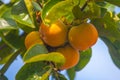 Ripe orange persimmons on the persimmon tree, fruit Royalty Free Stock Photo