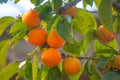 Ripe orange persimmons on the persimmon tree, fruit Royalty Free Stock Photo