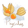 Ripe orange physalis, leaf isolated. Fresh golden fruit icon whole and peeled. Delisious food, vitamin Royalty Free Stock Photo