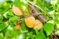 Ripe orange plum on tree branches. growing organic fruit in the garden Royalty Free Stock Photo