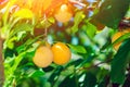 Ripe orange plum on tree branches. growing organic fruit in the garden Royalty Free Stock Photo