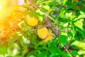 Ripe orange plum on tree branches. growing organic fruit in the garden Royalty Free Stock Photo