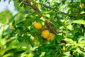 Ripe orange plum on tree branches. growing organic fruit in the garden Royalty Free Stock Photo