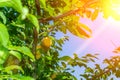 Ripe orange plum on tree branches. growing organic fruit in the garden Royalty Free Stock Photo