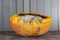 a ripe orange pumpkin is covered with mold Royalty Free Stock Photo