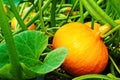 Ripe orange pumpkin for Halloween growing in the garden bed Royalty Free Stock Photo