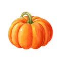 Ripe orange pumpkin isolated on white background. Watercolor handdrawn illustration.