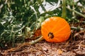 ripe orange pumpkin lay on ground next to his plant ready for harvest and digest to soup, meal or as decoration for thanksgiving