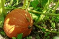 Ripe orange pumpkin lies on a vegetable garden in a natural environment. Royalty Free Stock Photo