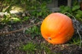 Ripe orange pumpkin in planted garden