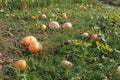 Ripe orange pumpkins on the field in autumn. A large orange pumpkin growing in the garden Royalty Free Stock Photo