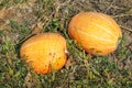 Ripe orange pumpkins on the field in autumn. A large orange pumpkin growing in the garden Royalty Free Stock Photo