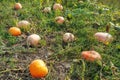 Ripe orange pumpkins on the field in autumn. A large orange pumpkin growing in the garden Royalty Free Stock Photo