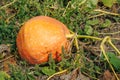 Ripe orange pumpkins on the field in autumn. A large orange pumpkin growing in the garden Royalty Free Stock Photo
