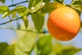 A juicy sweet Florida Orange on a tree at picnic island park on Tampa Bay, Florida