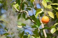 A juicy sweet Florida Orange on a tree near Tampa Bay, Florida