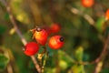 Ripe orange rose hips in the morning dew, closeup, copy space for text. Colorful autumn background - berries of wild dog rose Royalty Free Stock Photo