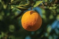 Ripe orange in a small farm Royalty Free Stock Photo