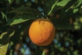 Ripe orange in a small farm Royalty Free Stock Photo