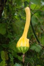 Ripe orange squash growing in homemade garden. Fresh pumpkin hanging on vine short before the harvest. Close up