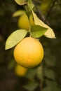 Ripe orange on tree