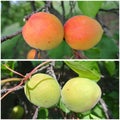 Ripe orange and unripe green apricots on the tree; fruit collage Royalty Free Stock Photo