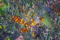 Ripe orange-yellow berries of the wild sea buckthorn on branch close-up in selective focus Royalty Free Stock Photo