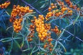 Ripe orange-yellow berries of the wild sea buckthorn on branch close-up in selective focus Royalty Free Stock Photo