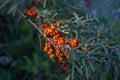 Ripe orange-yellow berries of the wild sea buckthorn on branch close-up in selective focus. Royalty Free Stock Photo