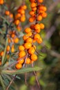 Ripe orange-yellow berries of the wild sea buckthorn on branch close-up in selective focus Royalty Free Stock Photo